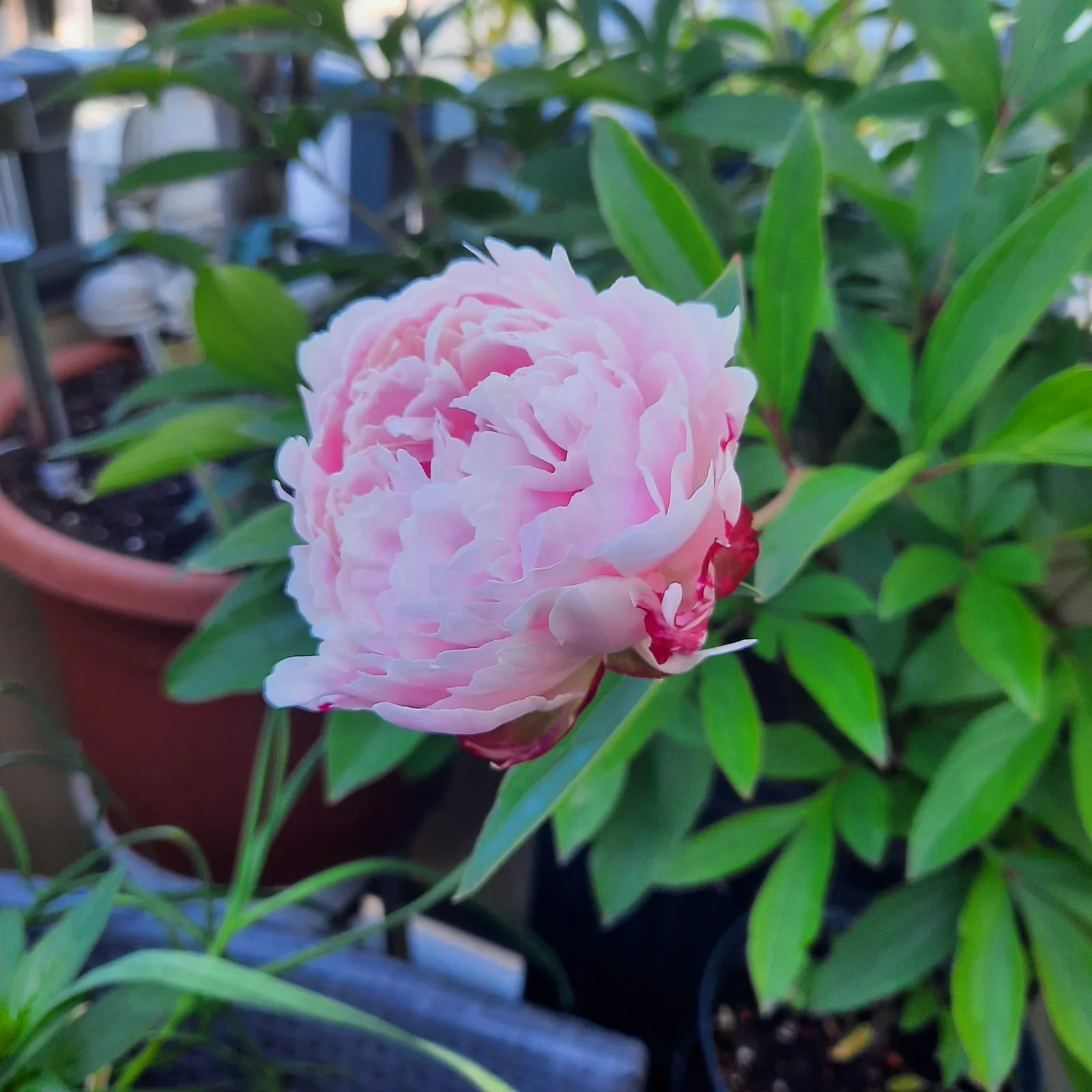 Rosa Pfingstrose