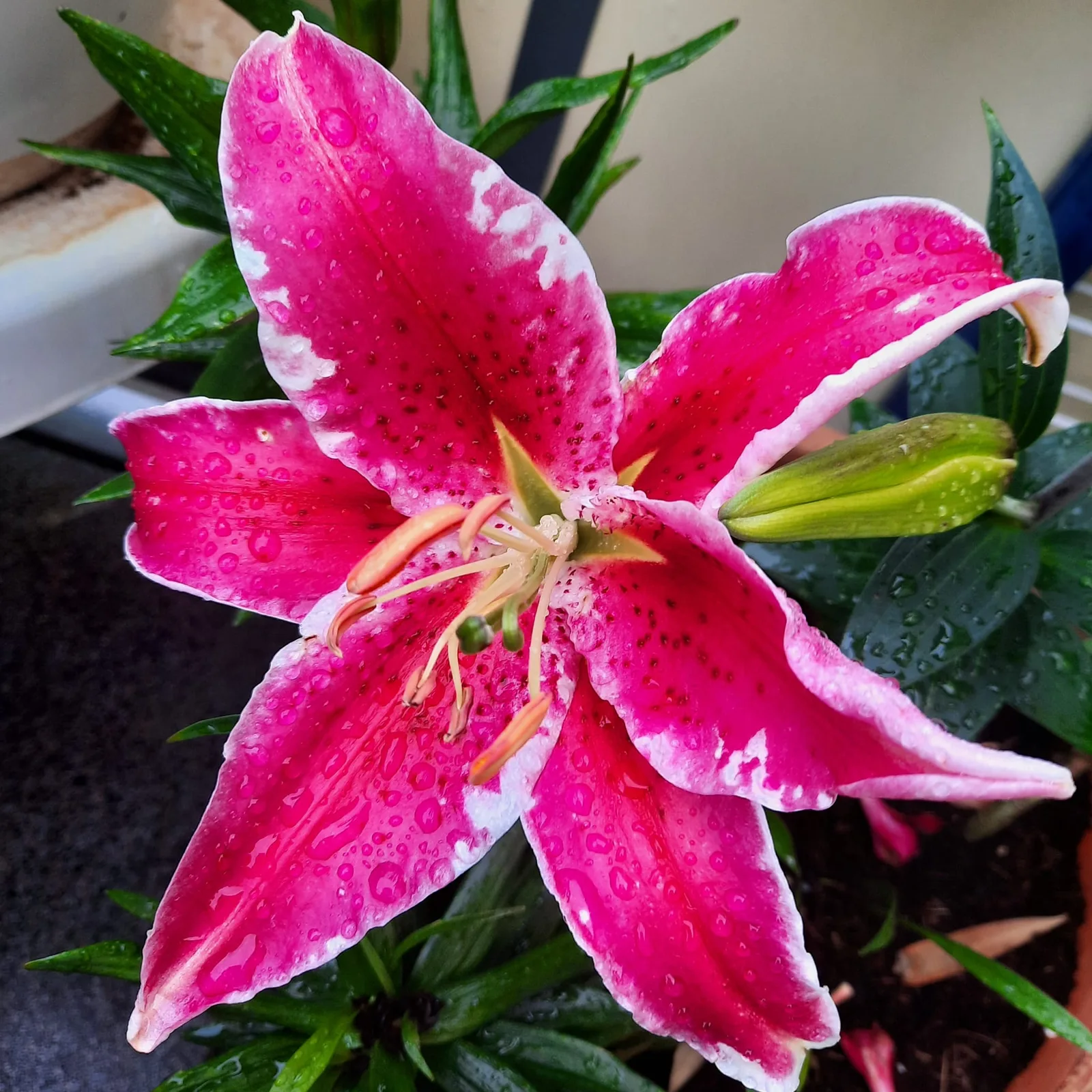 Rosa Lilie mit Wassertropfen